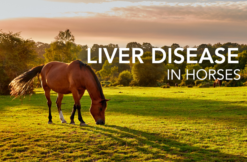 Liver disease in horses - Equine Science Matters™